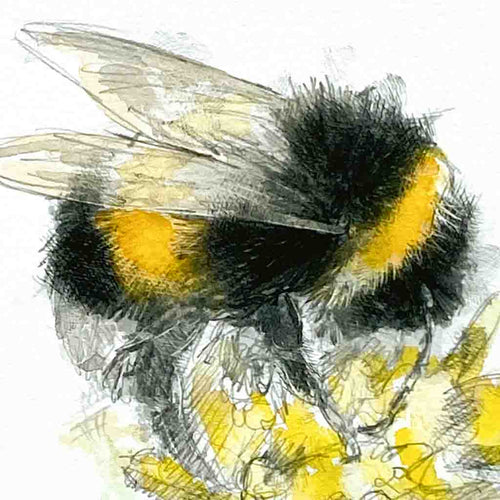Bumble bee sketch