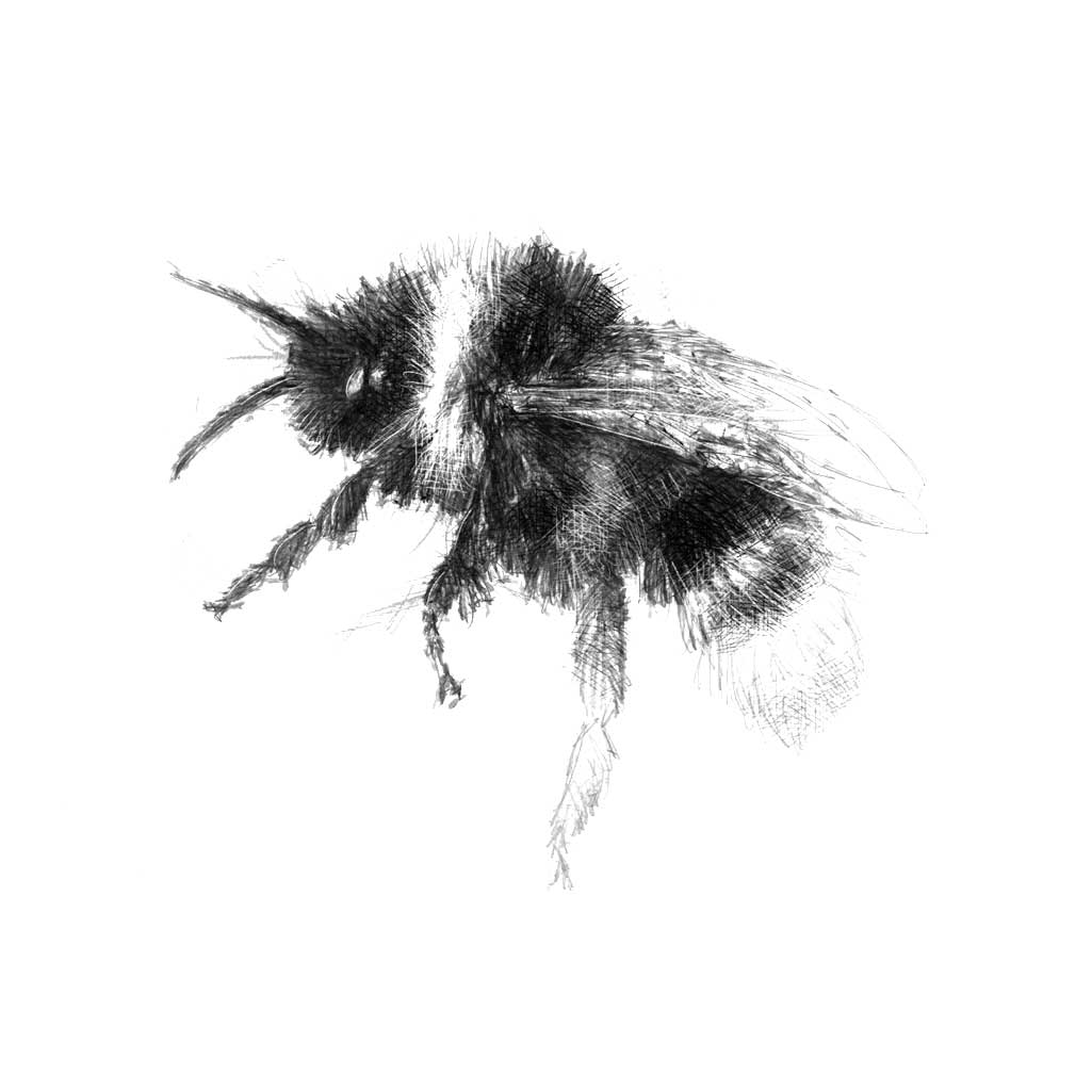 Bumble bee
