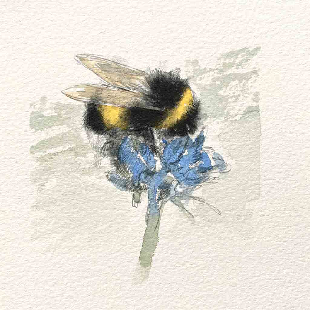Bumble bee original mini sketch