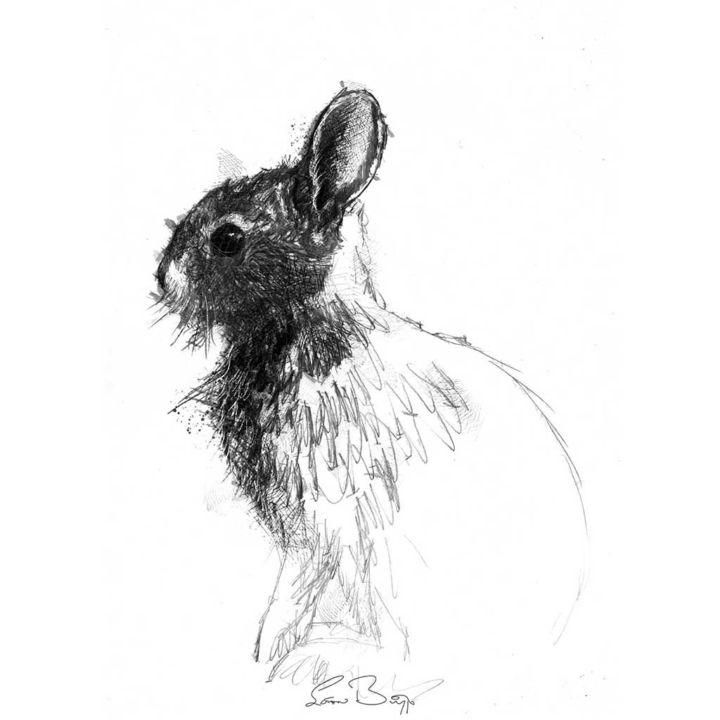 Rabbit sketch