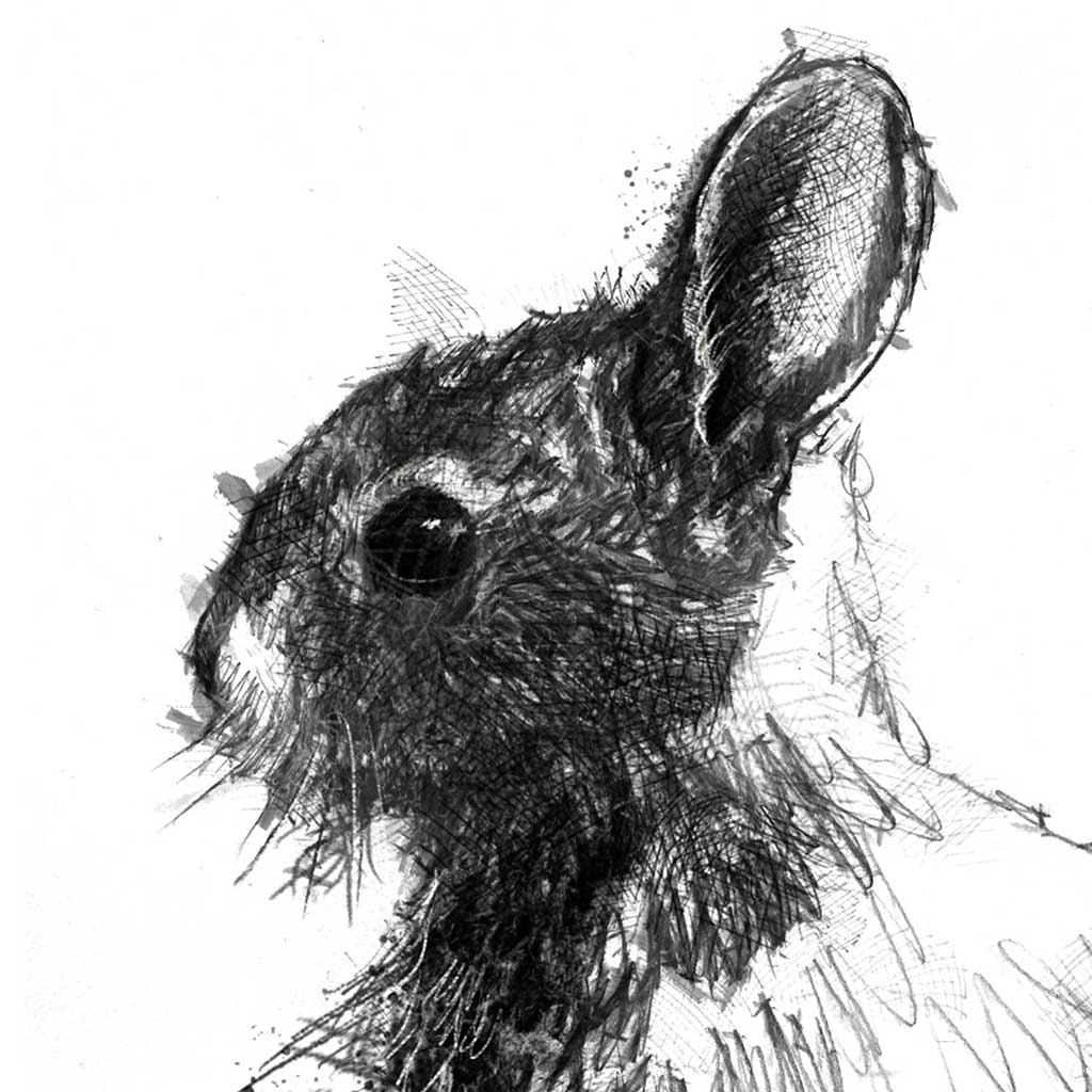 Rabbit sketch