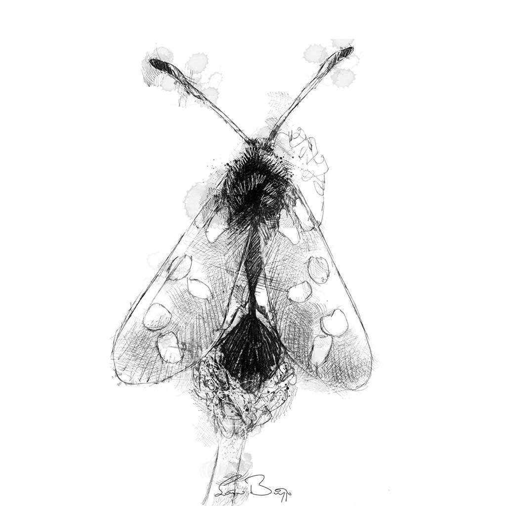 Burnet moth