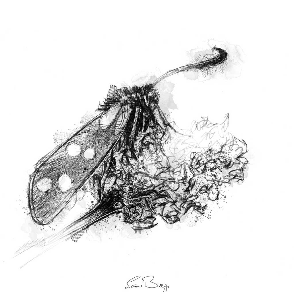 Burnet moth