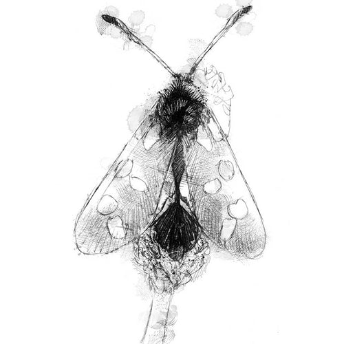 Burnet moth