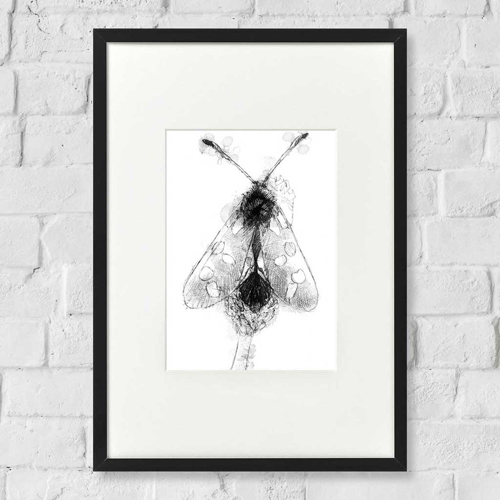 Burnet moth