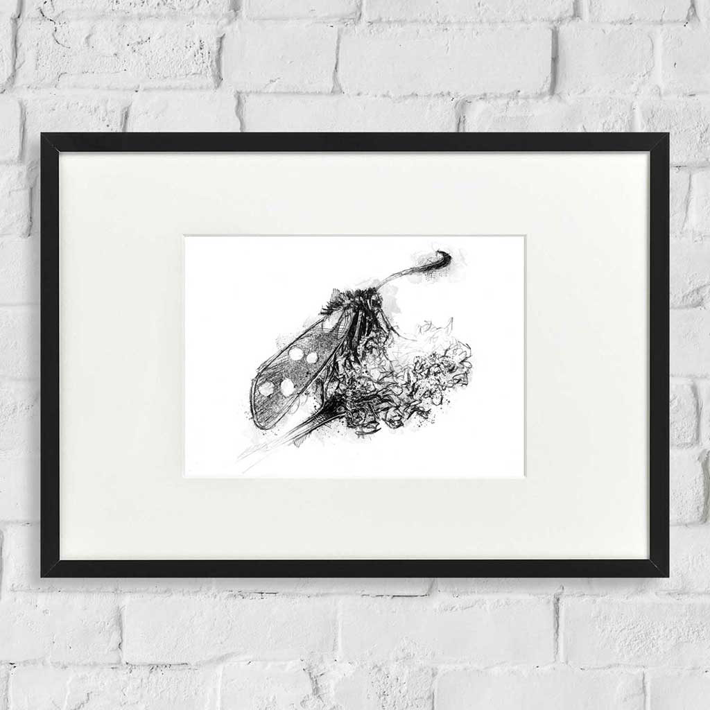 Burnet moth