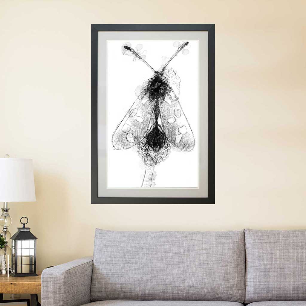 Burnet moth