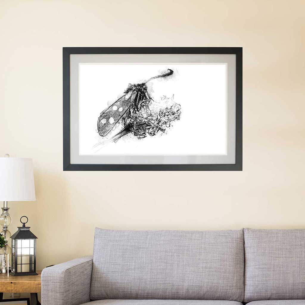 Burnet moth