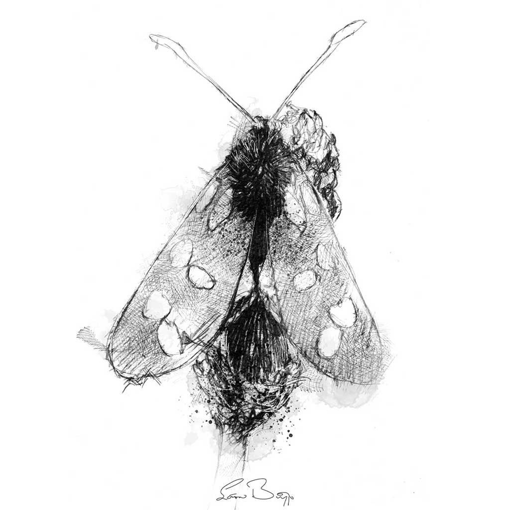 Burnet moth