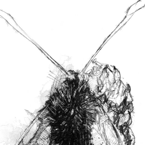 Burnet moth
