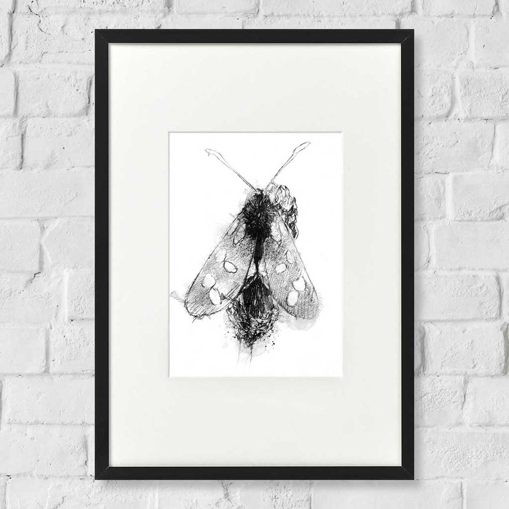 Burnet moth