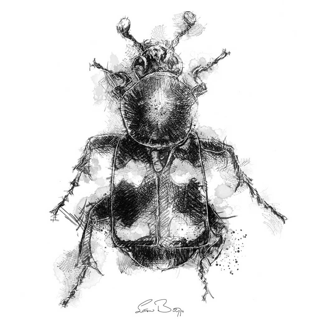 Burying beetle