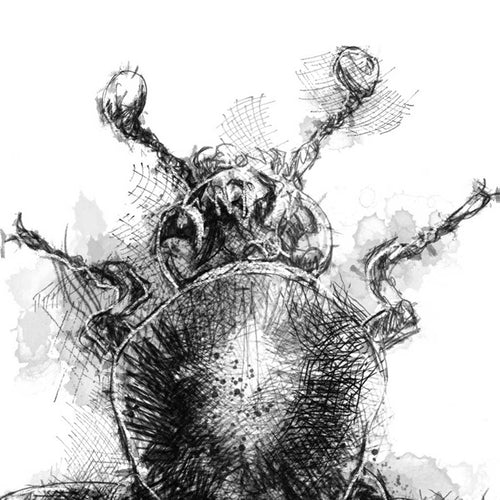 Burying beetle