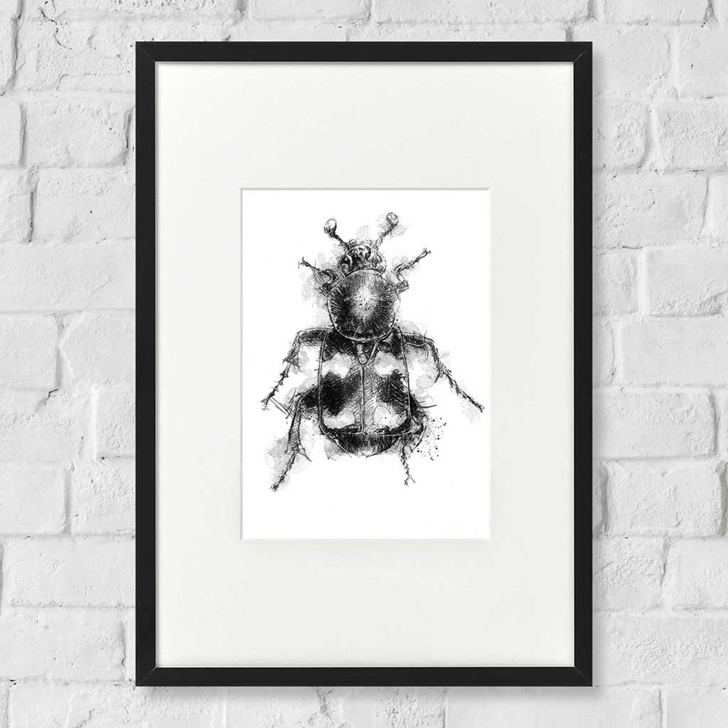 Burying beetle