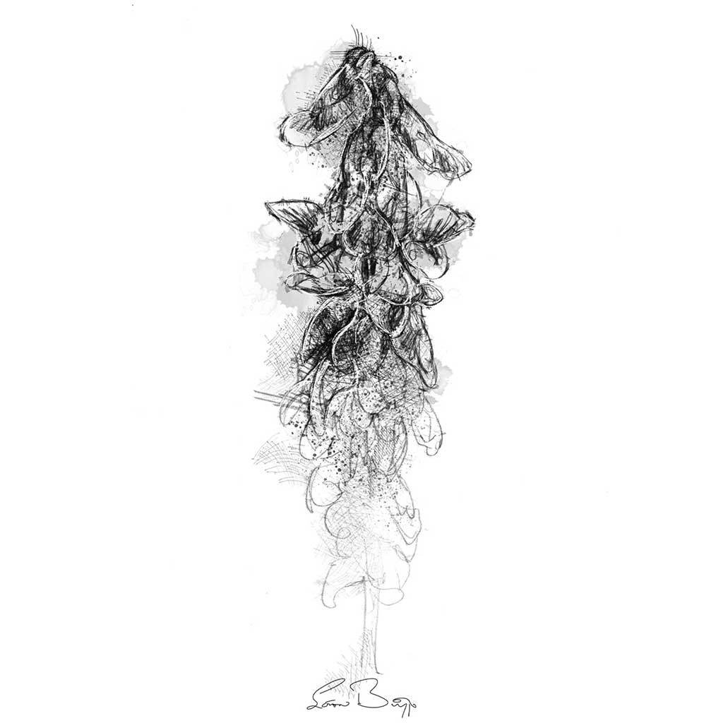 Bush vetch