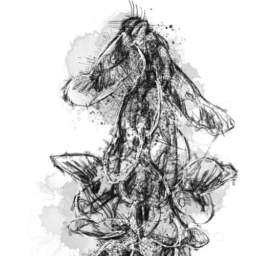 Bush vetch