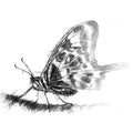swallowtail butterfly