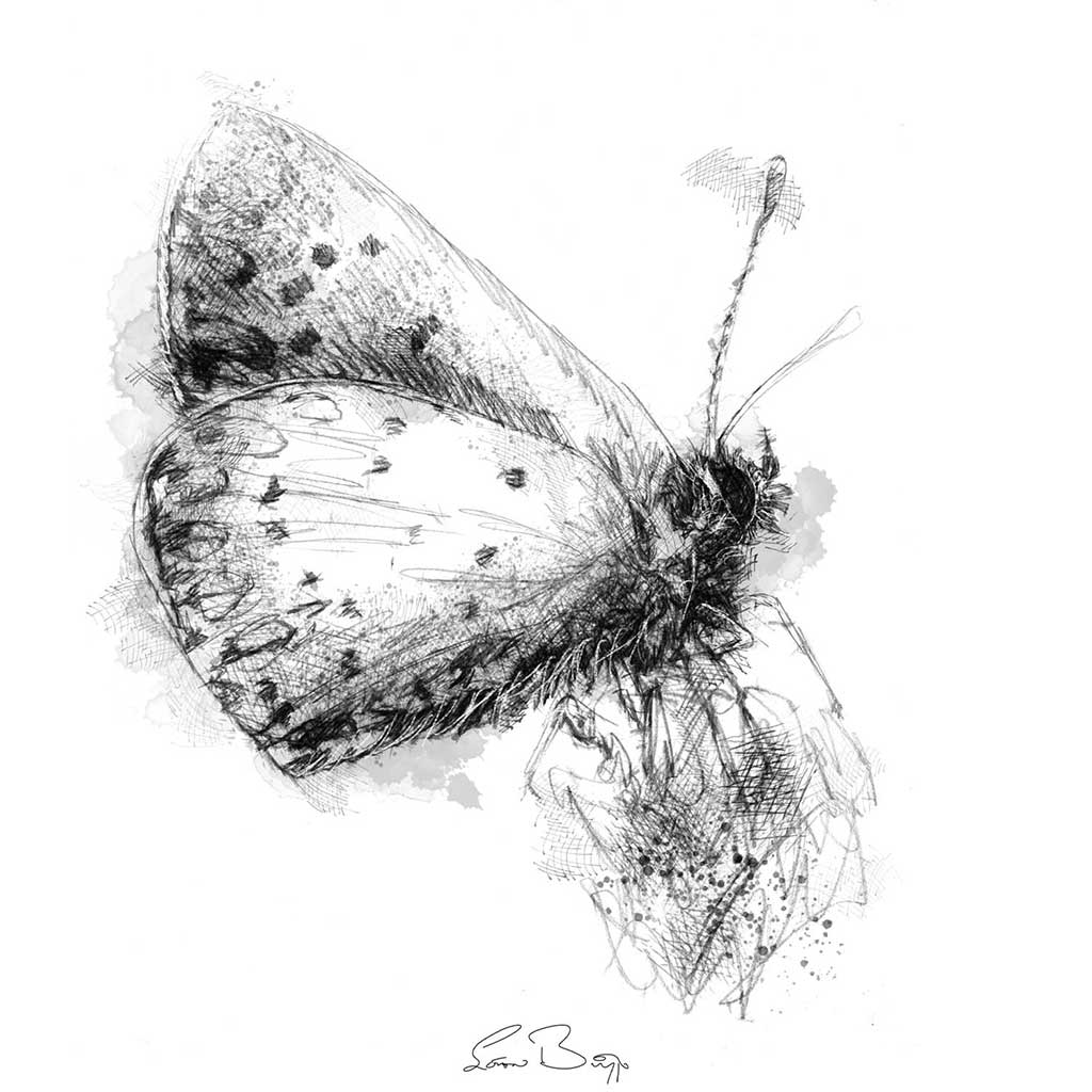 British butterflies