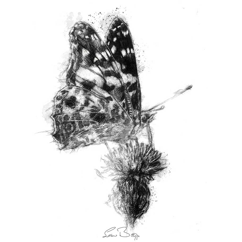 Butterfly