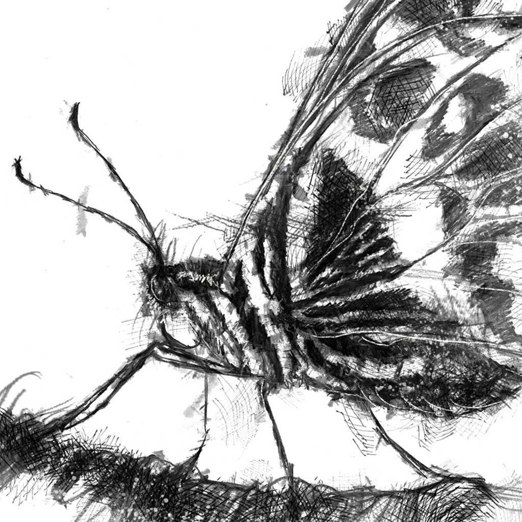 swallowtail butterfly