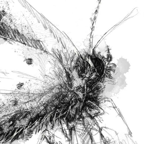 British butterflies