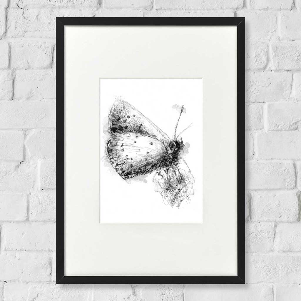British butterflies