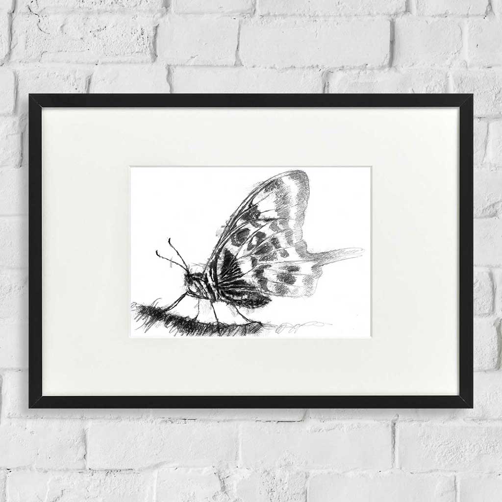 swallowtail butterfly