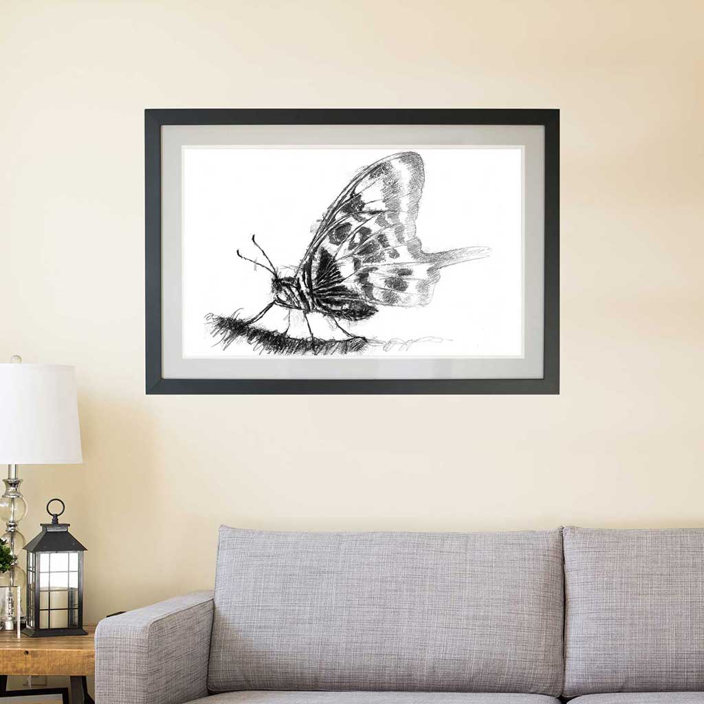 swallowtail butterfly