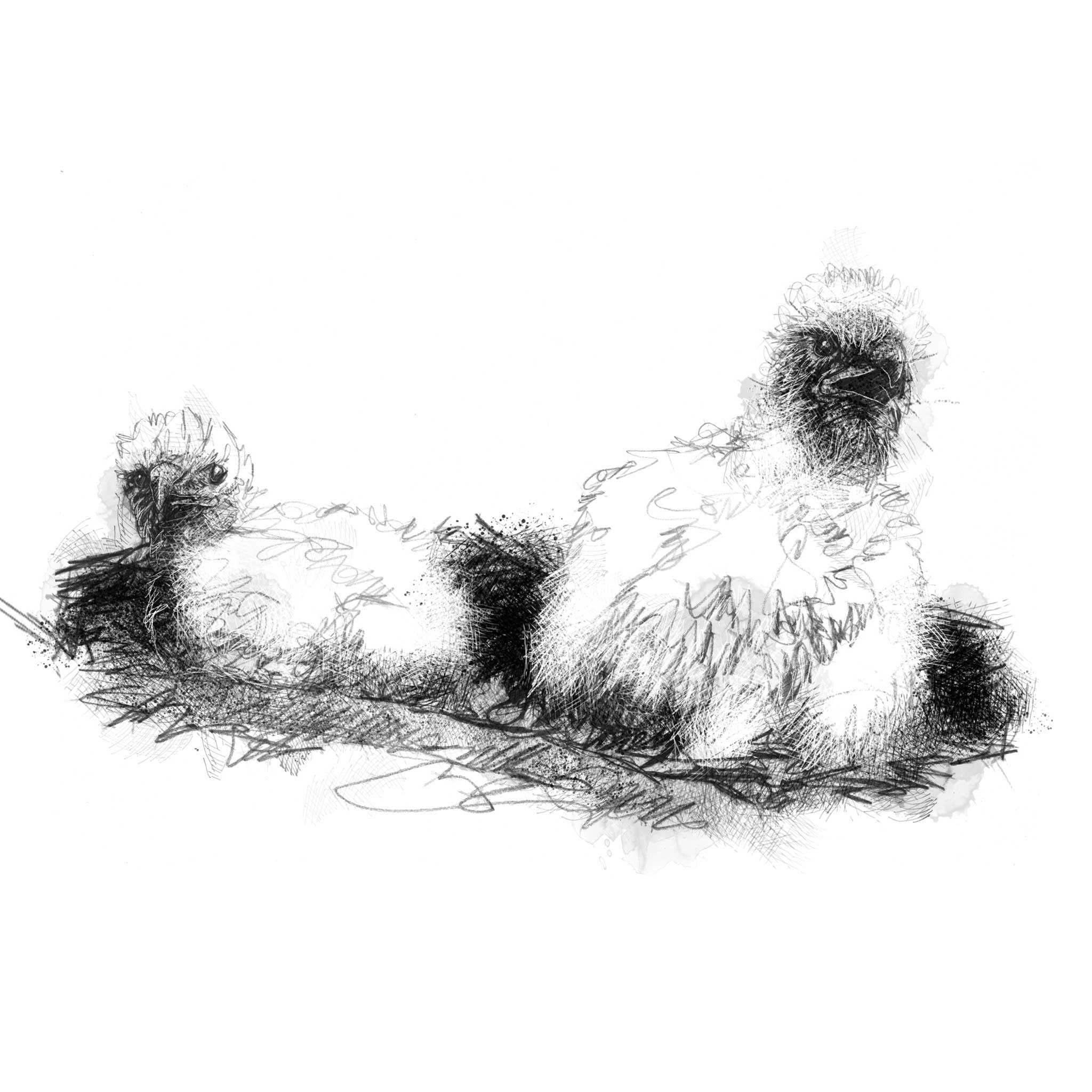 Buzzard chicks - BW Sketch