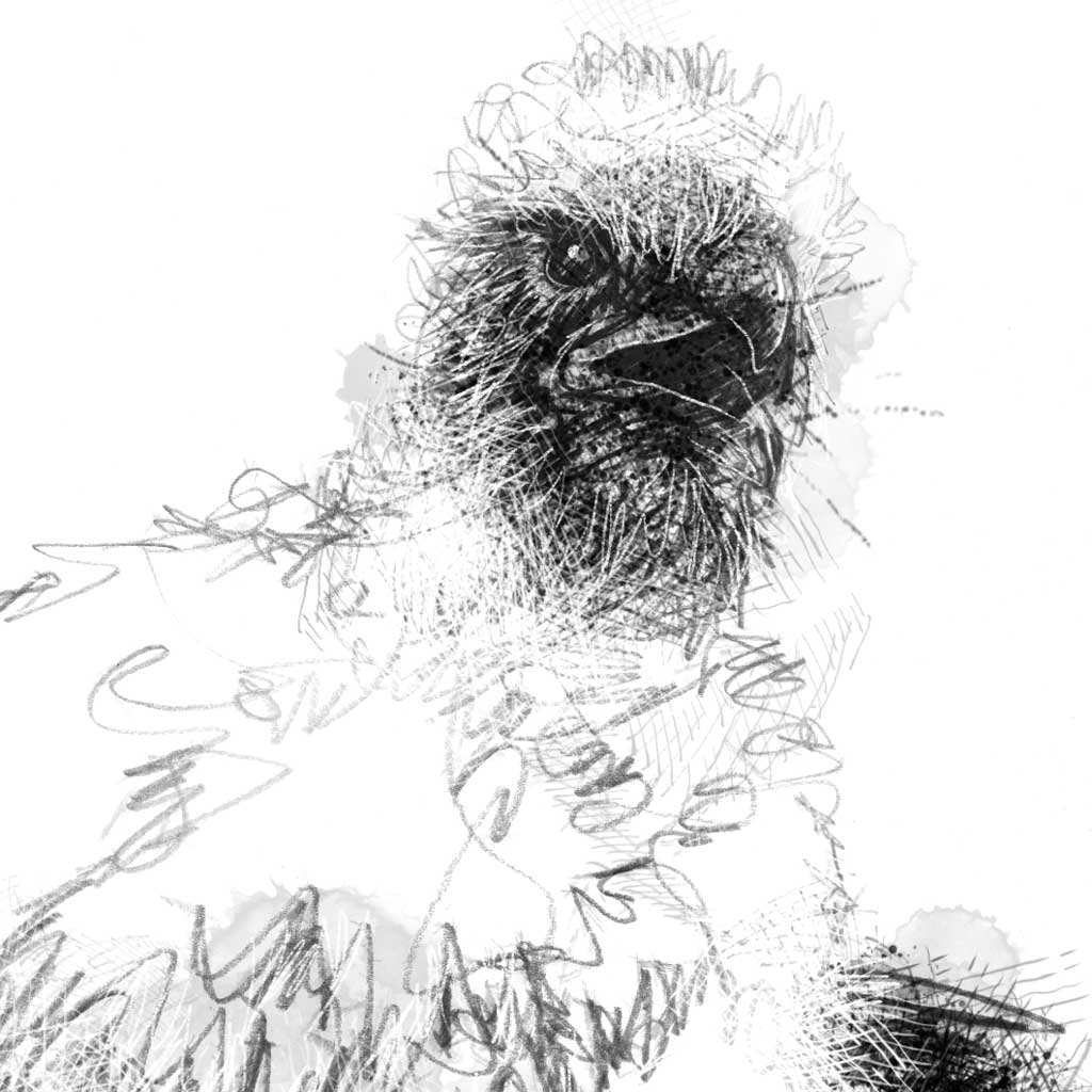 Buzzard chicks - BW Sketch