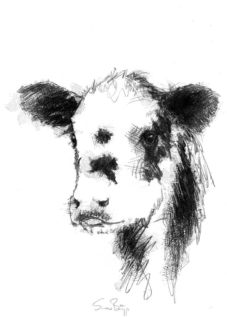 Calf