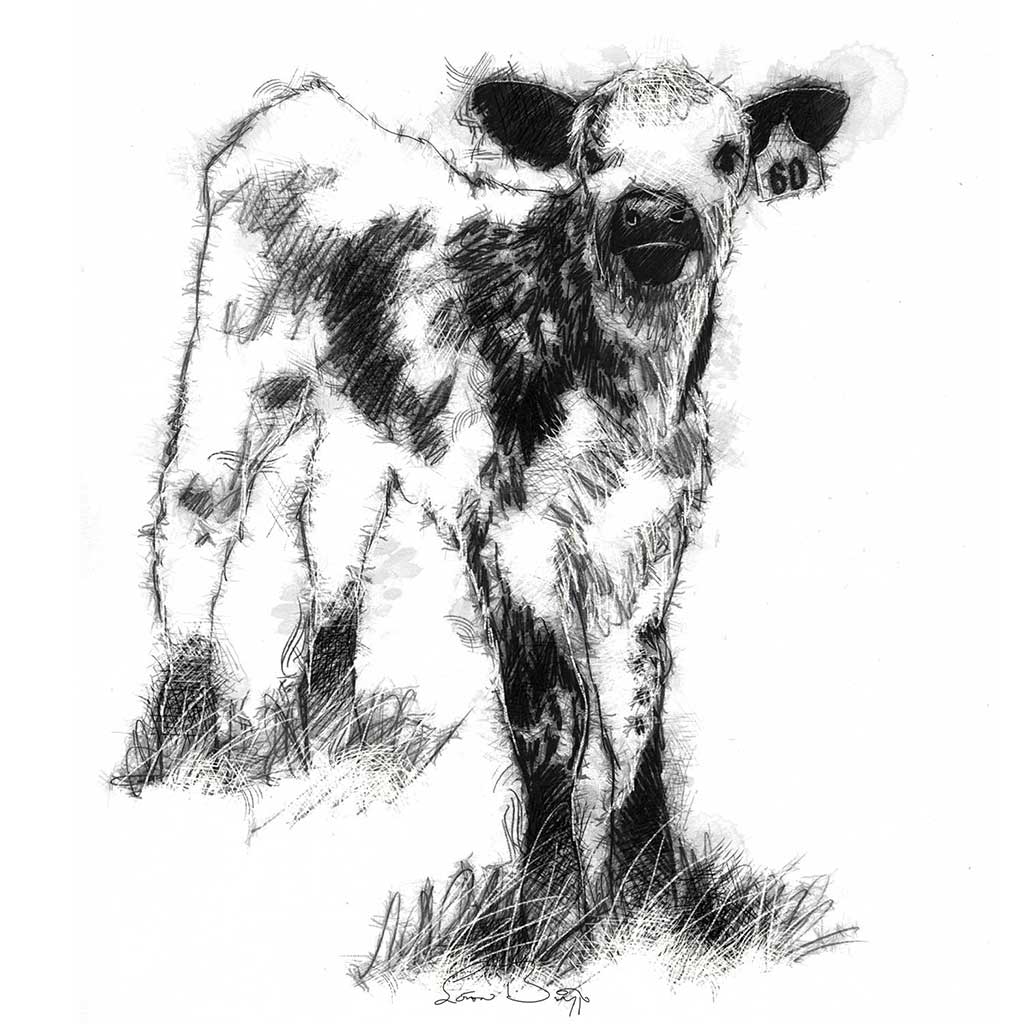 Speckled calf