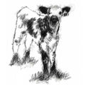 Speckled calf