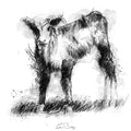 Hereford calf