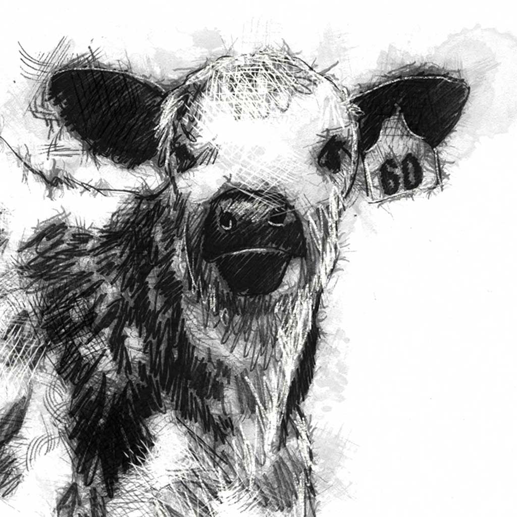 Speckled calf