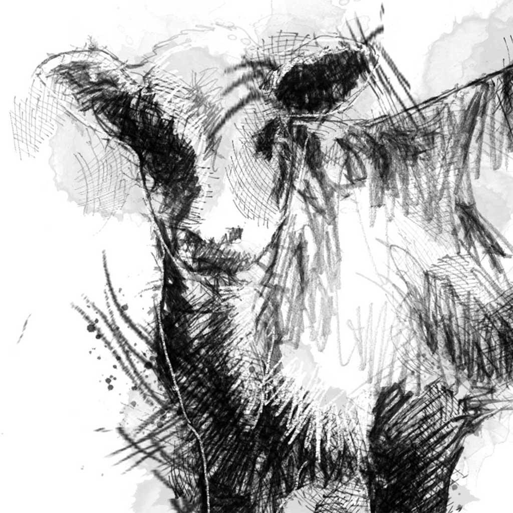 Hereford calf
