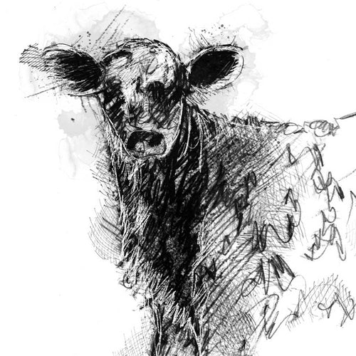 Calf