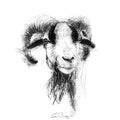 Cameroon sheep