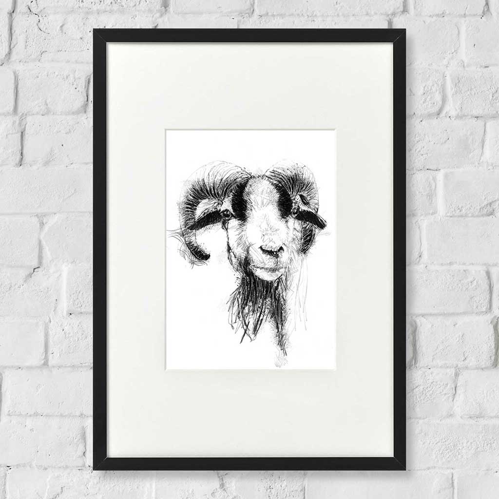 Cameroon sheep