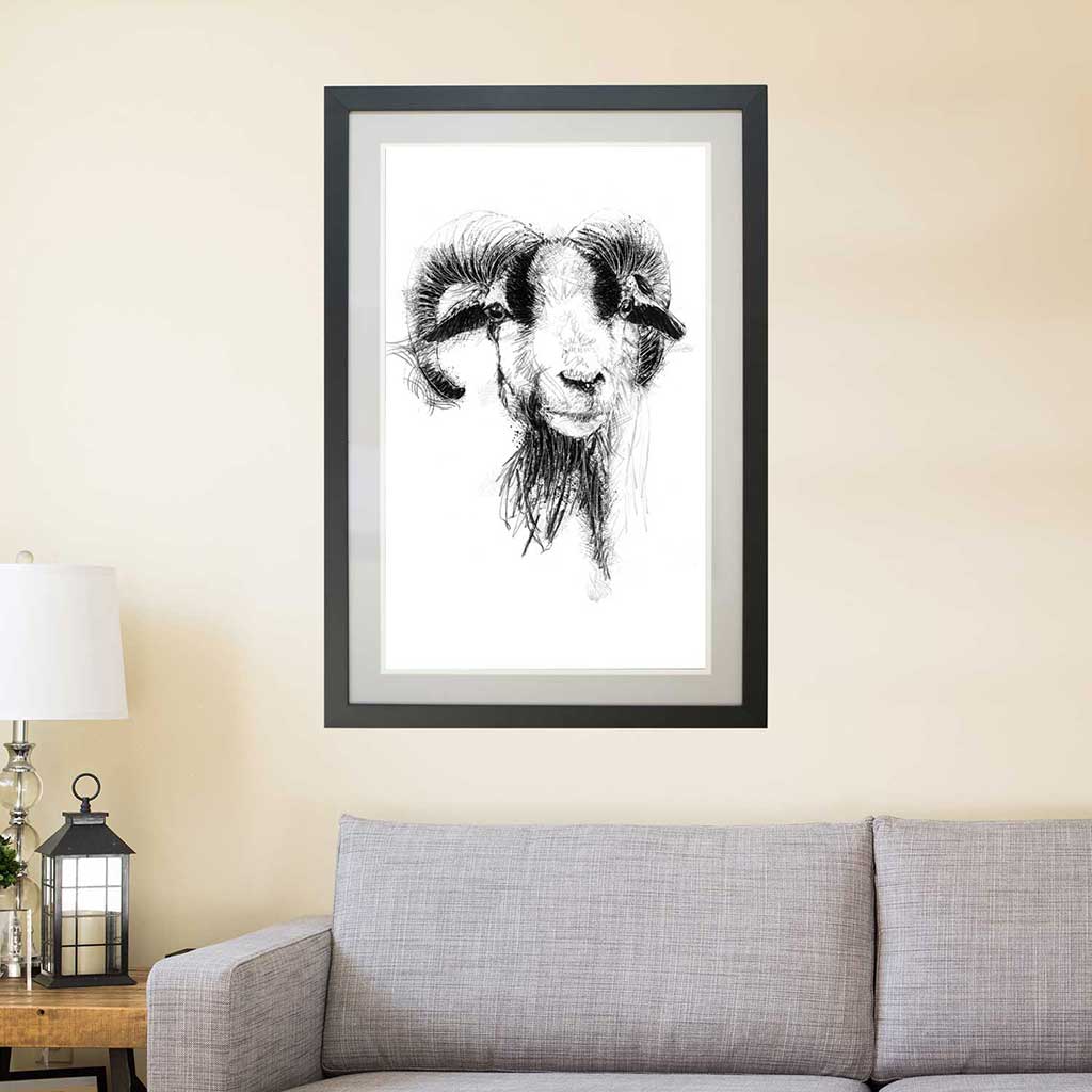 Cameroon sheep