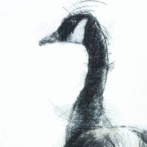 Canada goose watercolour