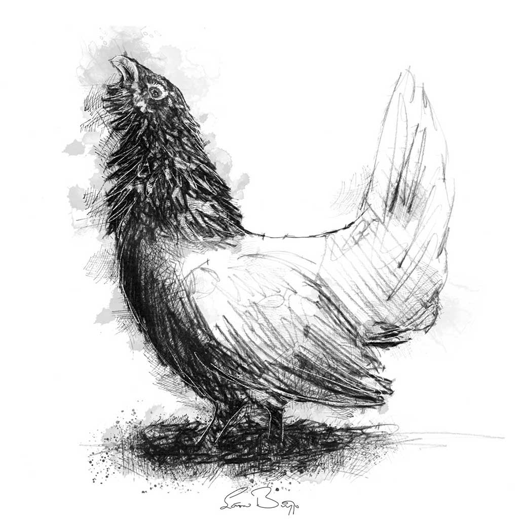 Capercaillie