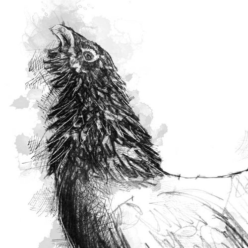 Capercaillie
