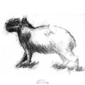 Capybara