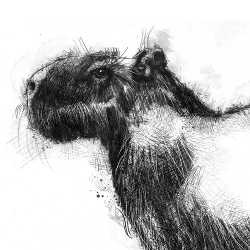 Capybara