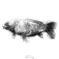 Large carp