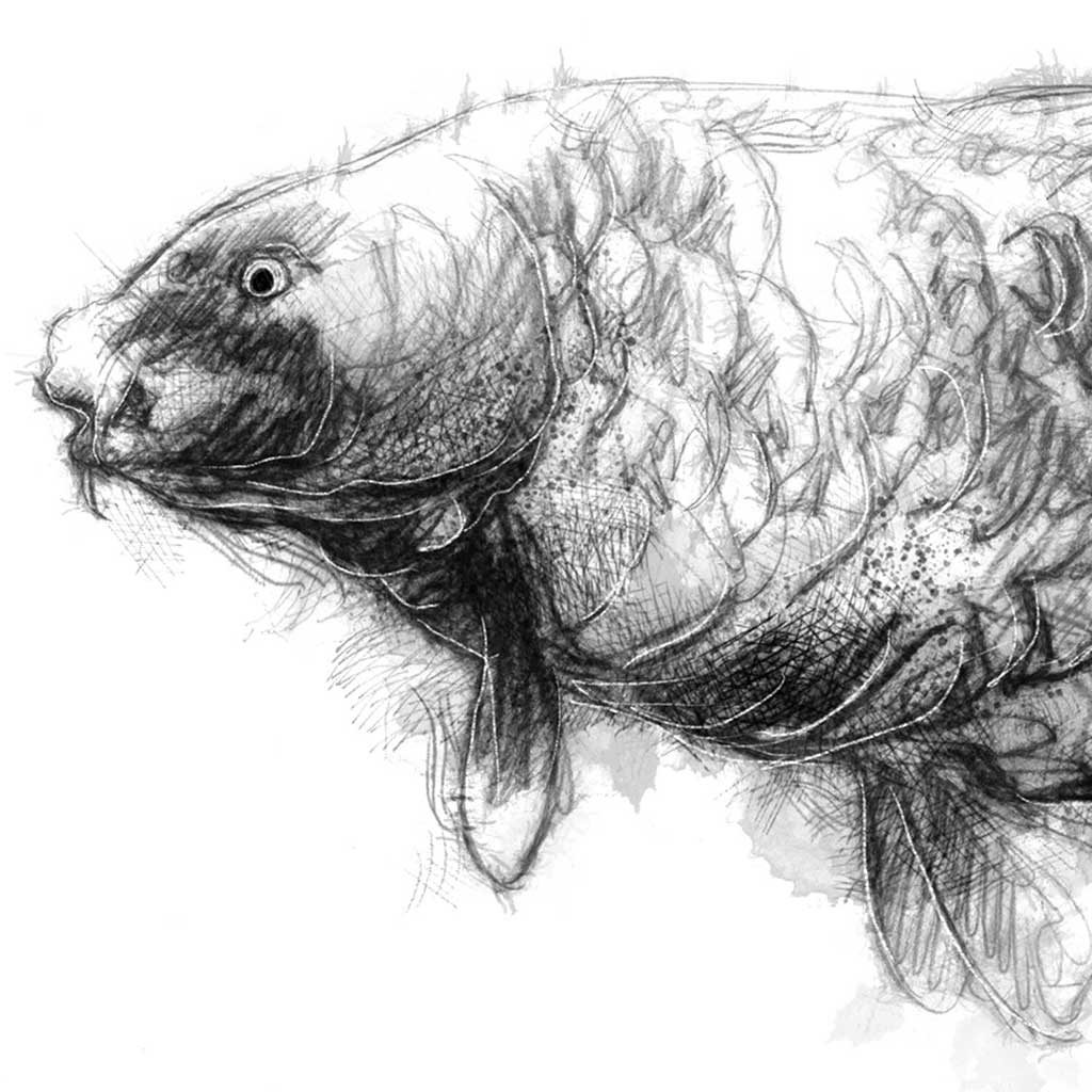 Large carp