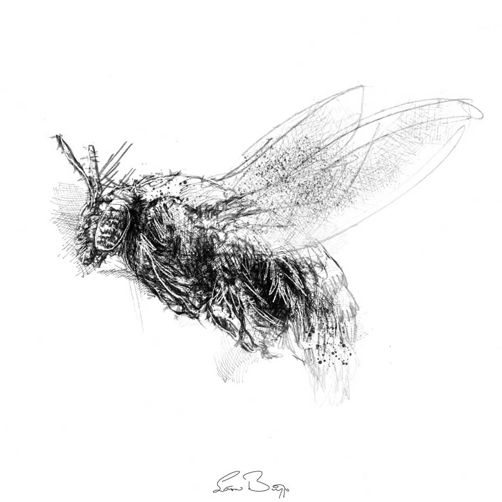 Carpenter bee