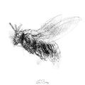 Carpenter bee