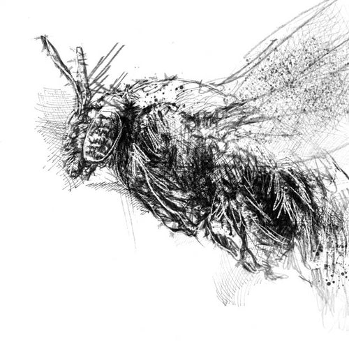 Carpenter bee